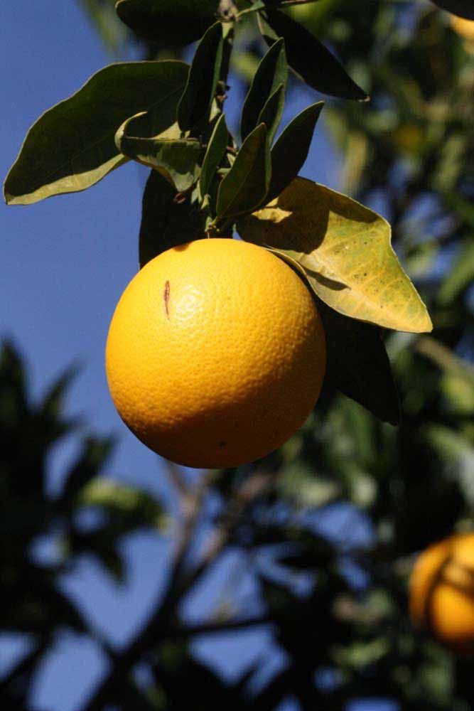              Fruit (Riverside, CA)       